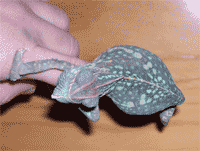 Camaleona calyptratus grávida