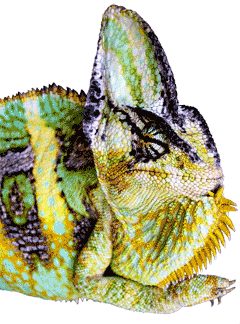 Cabeza camaleón calyptratus