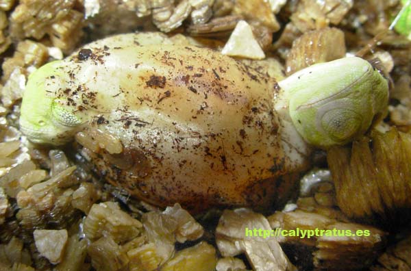 Nacimiento de calyptratus gemelos. Dos camaleones del mismo huevo.