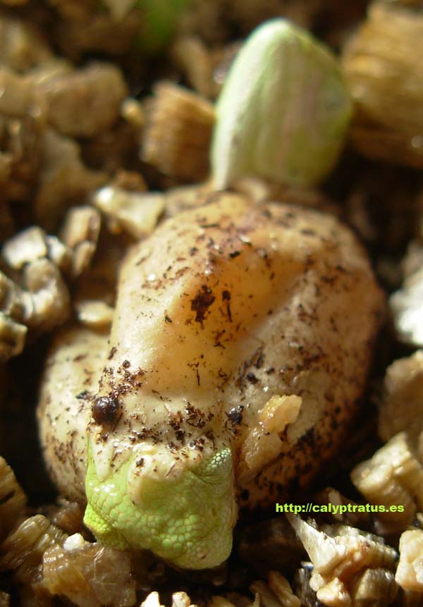 Nacimiento de calyptratus gemelos. Dos camaleones del mismo huevo.