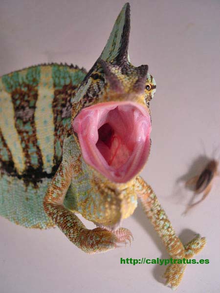 Camaleón calyptratus macho amenazado