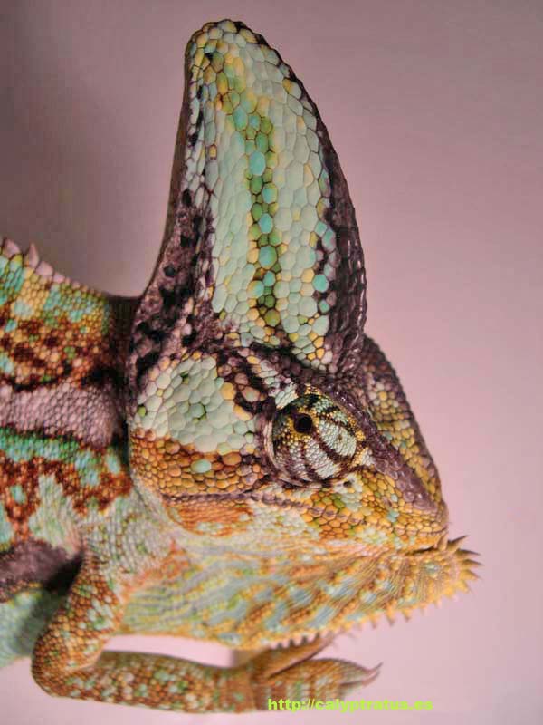 Cabeza Camaleón calyptratus