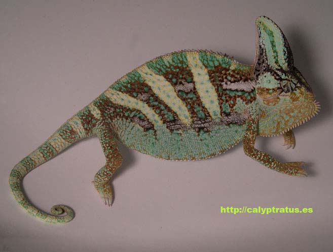 Camaleón calyptratus. Cuerpo entero.