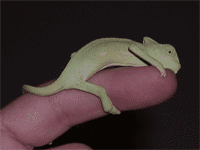 Hembra de camaleón calyptratus de dos meses