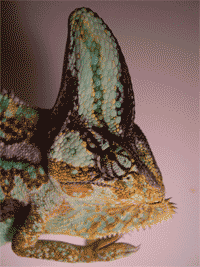 Cabeza de un macho de camaleón calyptratus.