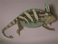 Camaleón calyptratus