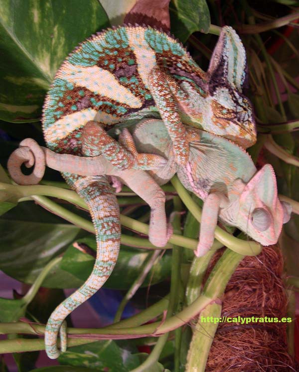 Cópula Camaleón calyptratus