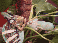 Camaleón calyptratus. Cortejo previo al apareamiento.