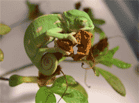 Camaleón calyptratus a los pocos días de su nacimiento.