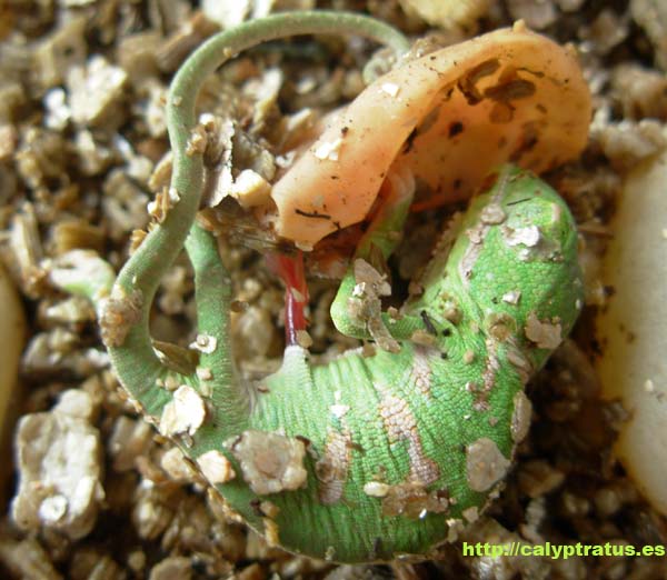Nacimiento de calyptratus con cordón umbilical.