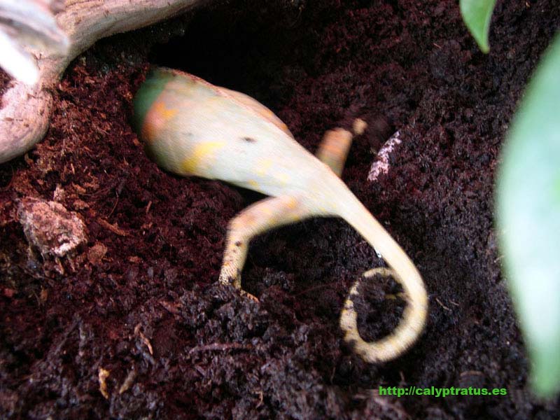 Cueva de puesta de huevos de una calyptratus 2.