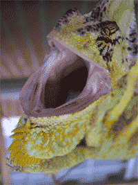 Dientes de un camaleón calyptratus.