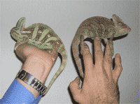 Cuidados del camaleón calyptratus