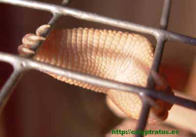 calyptratus adulta hembra