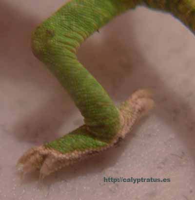 calyptratus cria hembra