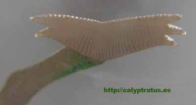 calyptratus cria hembra