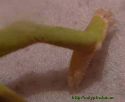 calyptratus cria macho