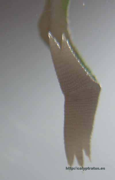 calyptratus cria macho