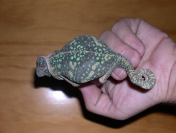 Hembra preñada con graves malformaciones en columna y cola debida a EMO