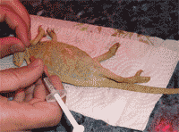 Enfermedades camaleón calyptratus