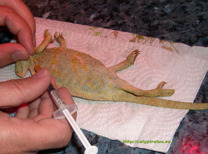 Hidratación por inyección de suero a una calyptratus.