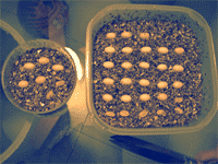 Huevos listos para incubadora