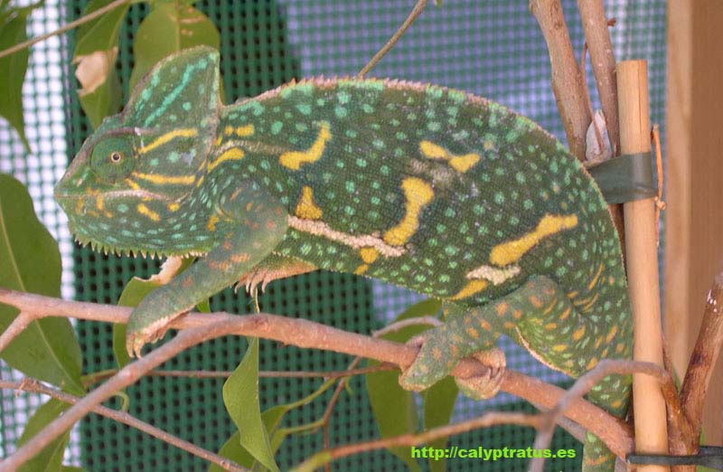 Librea de calyptratus gestante.