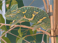 Librea de calyptratus gestante