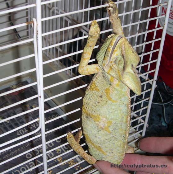 Recuperación parcial tras la oxigenoterapia de la calyptratus.