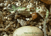 Nacimiento de calyptratus con saco vitelino.