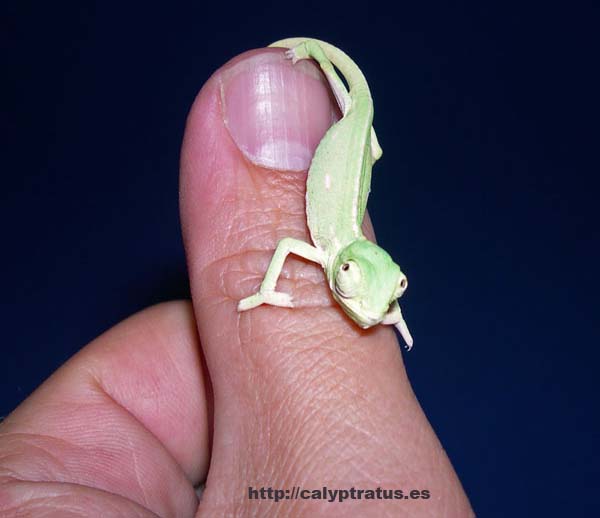 Camaleón calyptratus a los pocos días de su nacimiento.