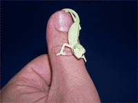 Crías de camaleón calyptratus