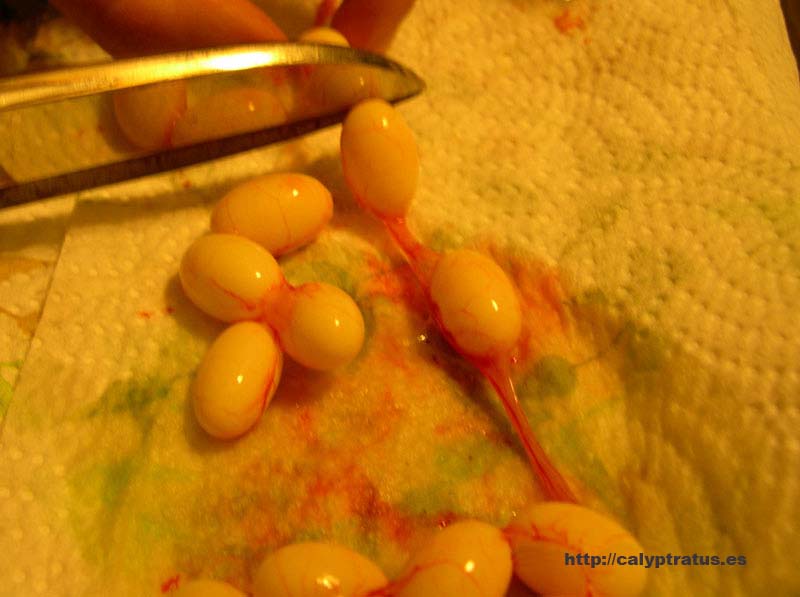 Huevos de camaleón calyptratus, extraidos post mortem.