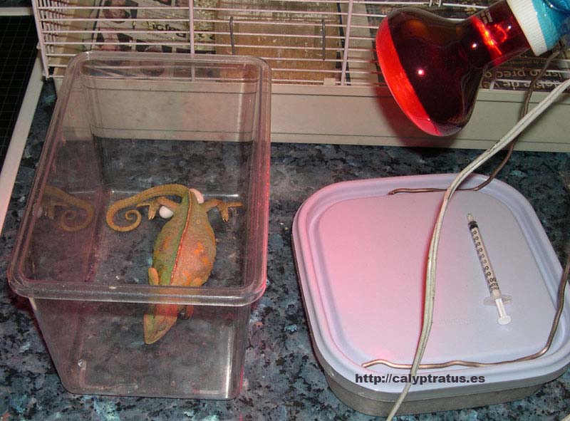 Hembra depositando huevos con oxitocina.