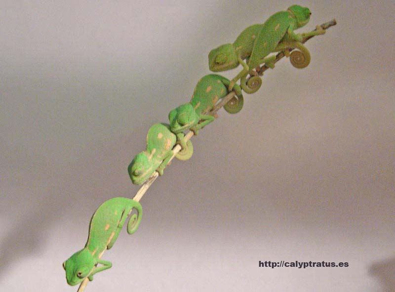 Camaleón calyptratus trepando para dormir.